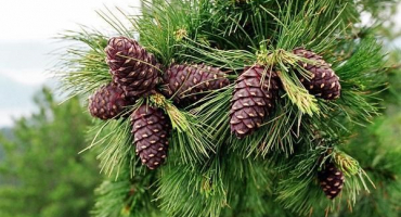 Kdy lze a jak správně sbírat šišky